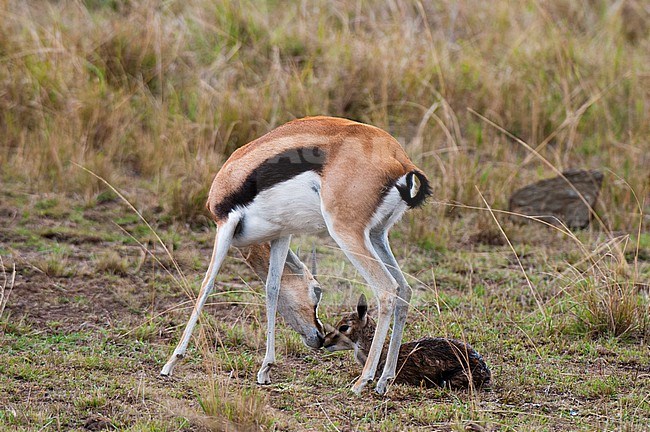 A Thomson's gazelle, Gazella thomsonii, grooming and removing the placenta from her newborn. Masai Mara National Reserve, Kenya. stock-image by Agami/Sergio Pitamitz,