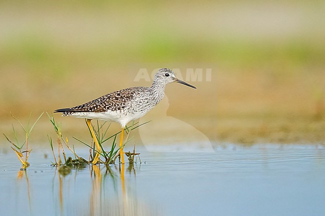 Adult in transition to breeding
Galveston Co., TX
May 2023 stock-image by Agami/Brian E Small,