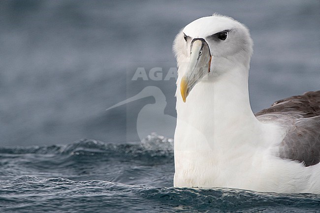 Adult White-capped Albatross (Thalassarche steadi) swimming in the pacific ocean off Kaikoura, South Island, New Zealand. stock-image by Agami/Marc Guyt,