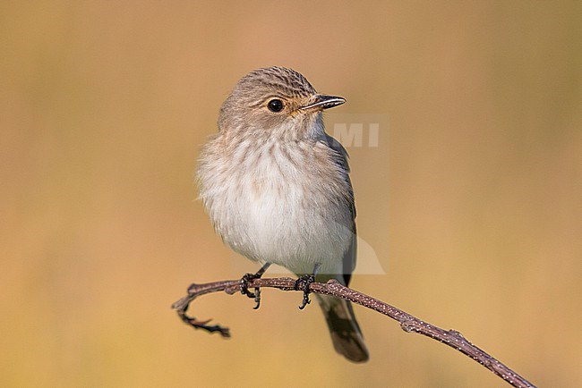 Spotted Flycatcher (Muscicapa striata), front view of an adult perched on a branch, Campania, Italy stock-image by Agami/Saverio Gatto,