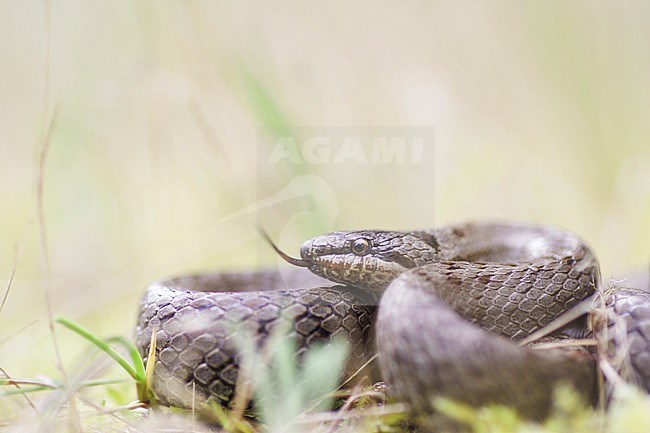 Smooth Snake (Coronella austriaca) taken the 09/05/2022 at Limans- France. stock-image by Agami/Nicolas Bastide,