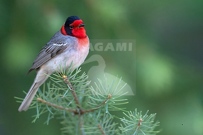 Red-faced warbler (Cardellina rubrifrons) perched in a pine tree in North-America. stock-image by Agami/Dubi Shapiro,
