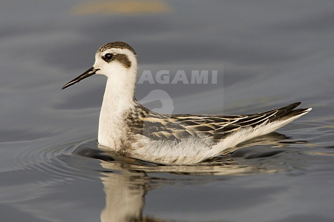 Grauwe Franjepoot winterkleed in water; Red-necked Phlalarope winterplumage in water stock-image by Agami/Arie Ouwerkerk,