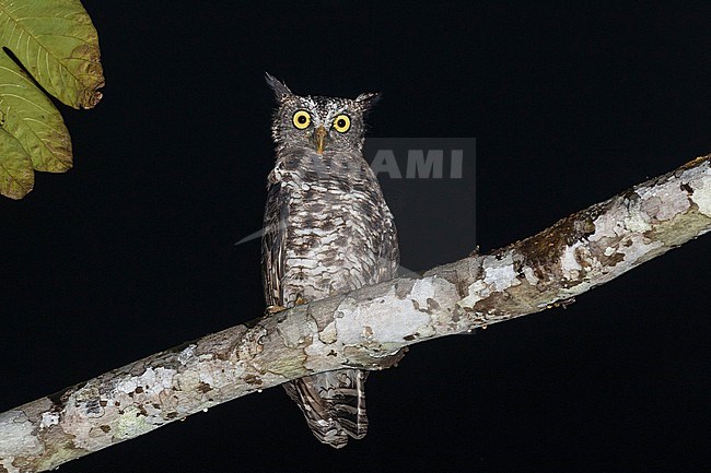Akun Eagle-Owl, Ketupa leucosticta, perched in a tree at night in Ghana. stock-image by Agami/Pete Morris,