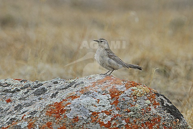 Blakiston's Water Pipit, Anthus spinoletta blakistoni, in Mongolia. stock-image by Agami/James Eaton,