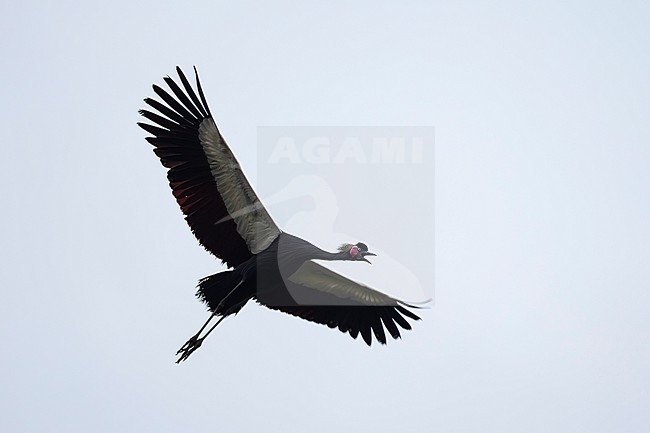 calling adult Black Crowned Crane (Balearica pavonina) in flight, found at Alemgono Wetland in Kafa Biosphere Reserve in Ethiopia stock-image by Agami/Mathias Putze,