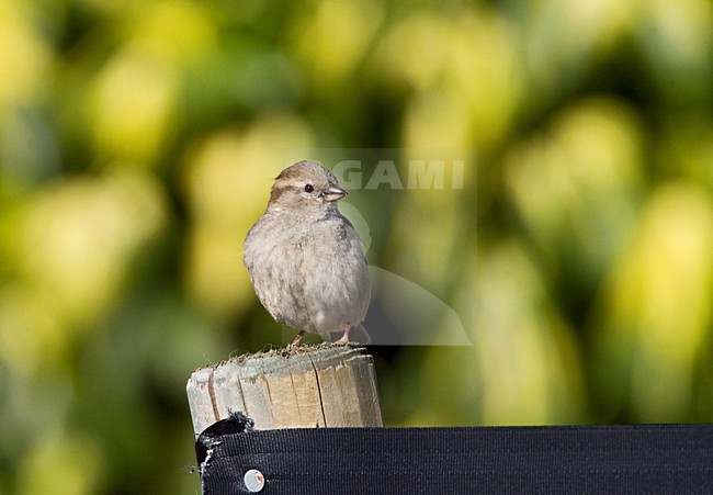 Vrouwtje Huismus op een paal; Female House Sparrow on a pole stock-image by Agami/Marc Guyt,