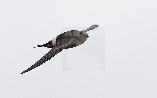 Siberische Gierzwaluw in vlucht, Pacific Swift in flight stock-image by Agami/Mike Danzenbaker,
