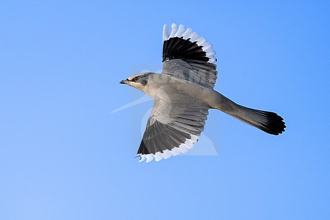 Grey Hypocolius (Hypocolius ampelinus) wintering in Oman. stock-image by Agami/Sylvain Reyt,