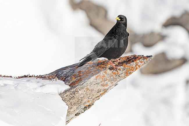 Alpine Chough (Pyrrhocorax graculus) sitting in snow in swiss Alps. stock-image by Agami/Marcel Burkhardt,