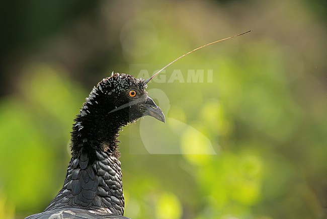 Portrait of a Horned Screamer (Anhima cornuta) in Pastaza, Ecuador, South-America. stock-image by Agami/Steve Sánchez,