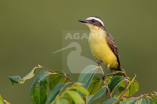 Yellow-throated Flycatcher (Conopias parvus) perched on a branch at Manaus, Brazil stock-image by Agami/Tom Friedel,