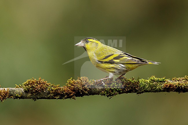 sijs man op tak; Siskin male on branch; stock-image by Agami/Walter Soestbergen,