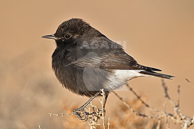 Basalt Wheatear (Oenanthe warriae) is a rare bird, breeding in small numbers at the basalt desert in Syria and Jordan. This is a young bird,.wintering at Uvda Valley, Negev, Israel. stock-image by Agami/Eduard Sangster,