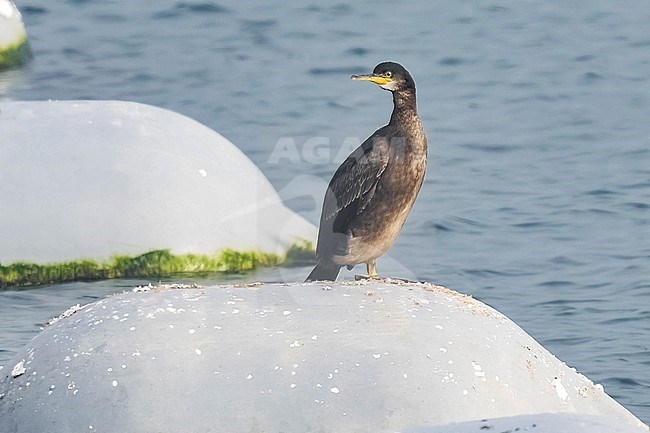 European Shag, Phalacrocorax aristotelis aristotelis sitting on a buoy in Oosterscheldekering, Delta Expohaven, Zeeland, the Netherlands. stock-image by Agami/Vincent Legrand,