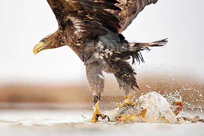 Zeearend pakt vis, White-tailed Eagle gets fish stock-image by Agami/Bence Mate,