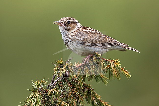 Woodlark (Lullula arborea ssp. pallida) perched on a bush stock-image by Agami/Daniele Occhiato,