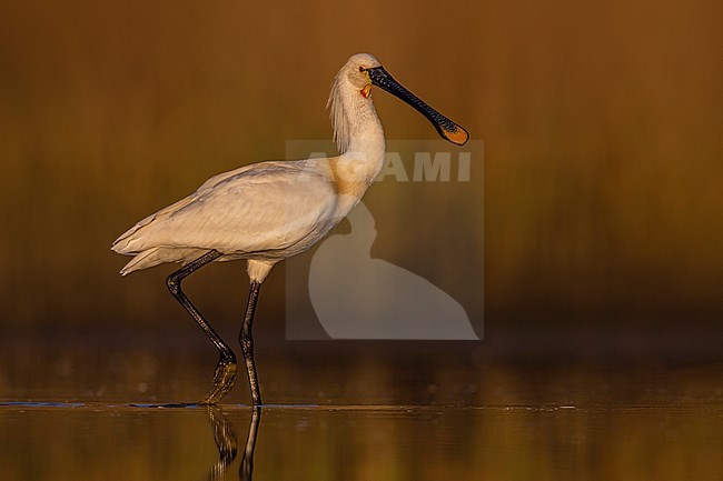 Adult Eurasian Spoonbill, Platalea leucorodia, in Italy. stock-image by Agami/Daniele Occhiato,