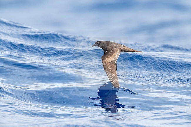 Bulwer's Petrel (Bulweria bulwerii) in flight over the Atlantic Ocean off Madeira island, Portugal. stock-image by Agami/Marc Guyt,