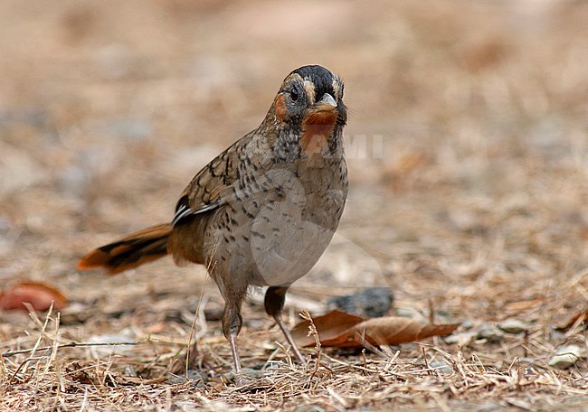 Rufous-chinned Laughingthrush (Ianthocincla rufogularis) foraging on the ground. Looking in to the camera. stock-image by Agami/Marc Guyt,
