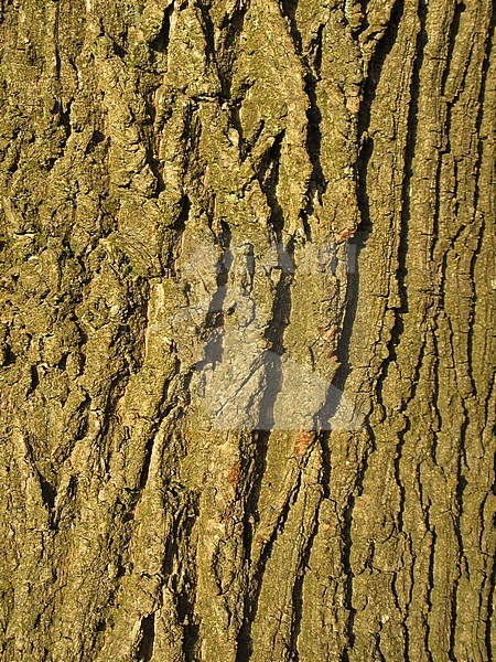 Closeup from bark of a tree in Springendal, Twente, part of Overijssel in the Netherlands. stock-image by Agami/Marc Guyt,