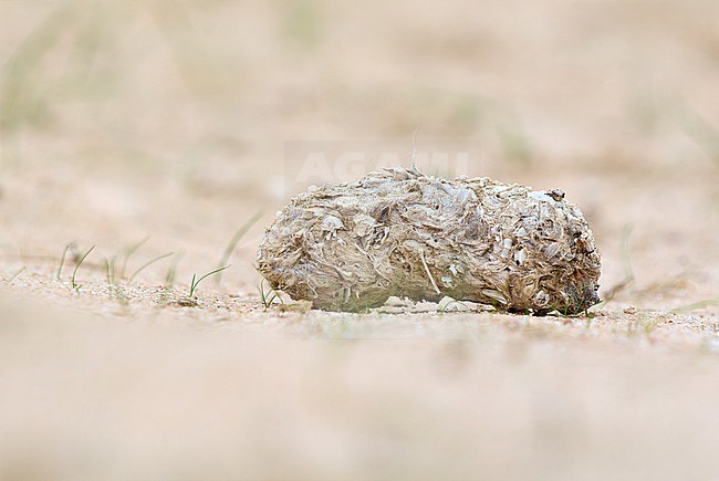 Pharaoh Eagle-Owl (Bubo ascalaphus) pellet on a ground, Kuwait stock-image by Agami/Tomas Grim,