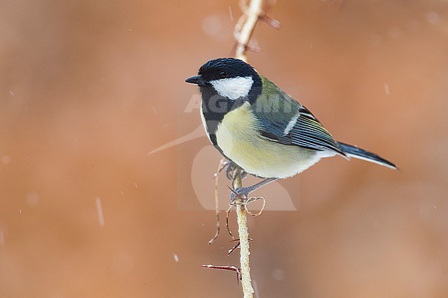 Great Tit (Parus major) in Italy. stock-image by Agami/Daniele Occhiato,