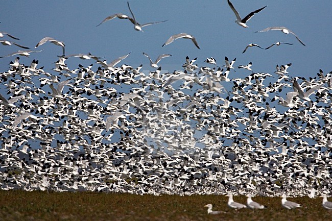 Kluut groep vliegend; Pied Avocet flock flying stock-image by Agami/Marc Guyt,