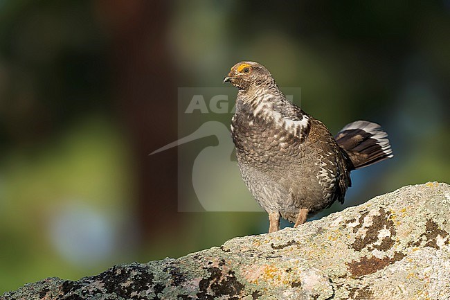 Adult male
Boulder Co., CO
June 2023 stock-image by Agami/Brian E Small,
