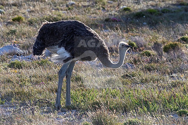 Common Ostrich (Struthio camelus), adult female standing on the ground, Western Cape, South Africa stock-image by Agami/Saverio Gatto,