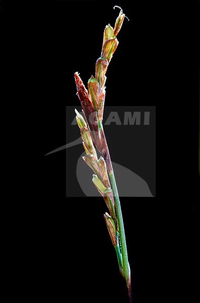 Fingered Sedge, Carex digitata stock-image by Agami/Wil Leurs,