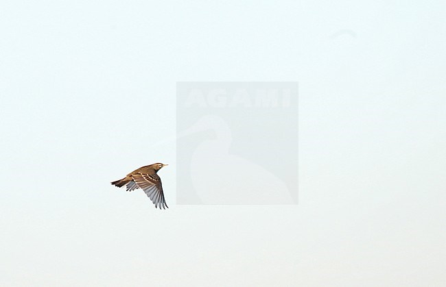 Rock Pipit (Anthus petrosus littoralis) wintering along the southern pier in Ijmuiden in the Netherlands. stock-image by Agami/Marc Guyt,