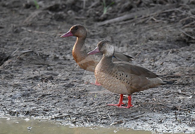 Brazilian Teal (Amazonetta brasiliensis) in Brazil. Pair together. stock-image by Agami/Laurens Steijn,