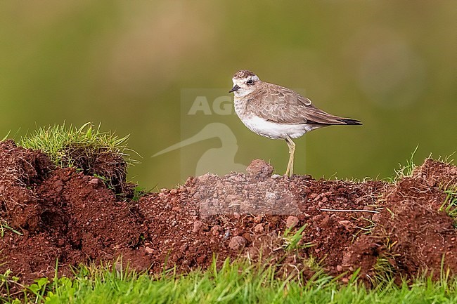 First winter Caspian Plover (Charadrius asiaticus) sitting in Mountain Reservoir, Corvo, Azores, Portugal. stock-image by Agami/Vincent Legrand,