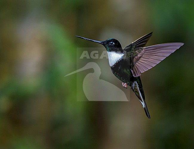 Collared Inca (Coeligena torquata torquata) male in flight, hovering stock-image by Agami/Andy & Gill Swash ,