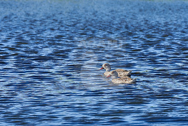 A pair of Cape Teals (Anas capensis) in a blue lake, South Africa stock-image by Agami/Tomas Grim,