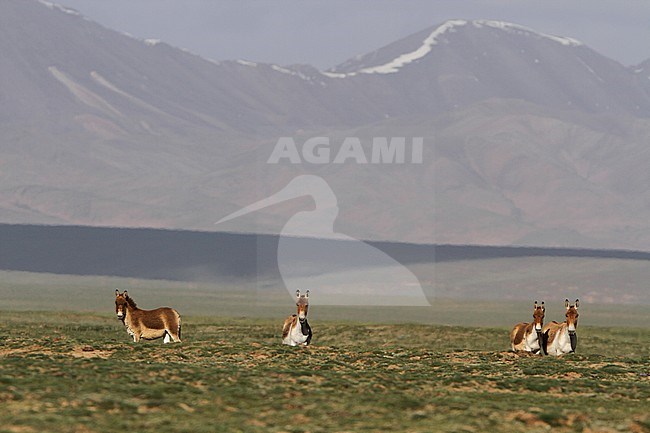 Group of Kiang (Equus kiang) on the Tibetan plateau. The largest of the wild asses and it inhabits montane and alpine grasslands stock-image by Agami/James Eaton,
