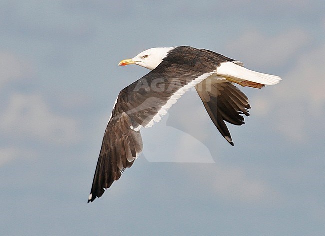 Adult Lesser Black-backed Gull (Larus fuscus intermedius) during late summer in flight at the coast of Noordwijk in the Netherlands. Flying against a blue sky as a background. stock-image by Agami/Casper Zuijderduijn,