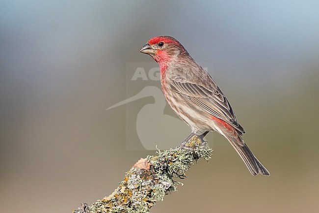 Adult male
Santa Barbara Co., CA
November 2022 stock-image by Agami/Brian E Small,