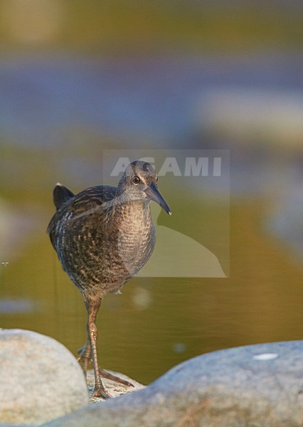 Foeragerende onvolwassen Waterral, Water Rail immature foraging stock-image by Agami/Markus Varesvuo,
