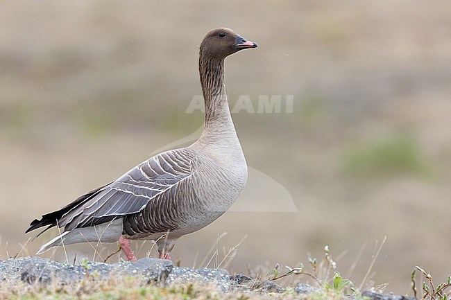 Pink-footed Goose (Anser brachyrhynchus), adult male standing on the ground, Northwestern Region, Iceland stock-image by Agami/Saverio Gatto,