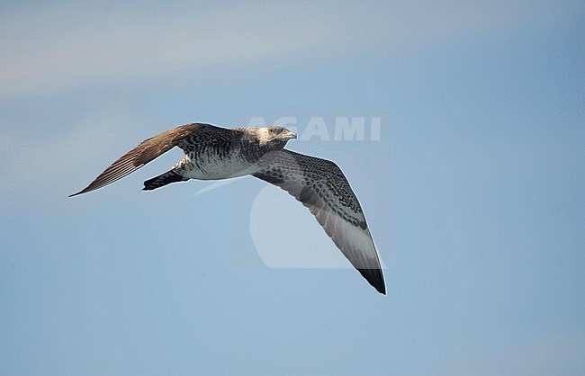Second calendar year Pomarine Skua (Stercorarius pomarinus) in flight over the Altantic ocean off the coast of northern Spain in the Bay of Biscay. stock-image by Agami/Dani Lopez-Velasco,