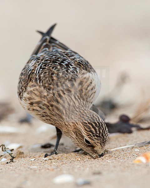 Baird\'s Strandloper, Baird\'s Sandpiper, Calidris bairdii stock-image by Agami/Marc Guyt,