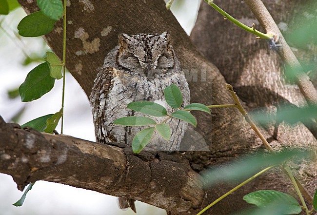 Afrikaanse Dwergooruil, African Scops-Owl, Otus senegalensis stock-image by Agami/Marc Guyt,