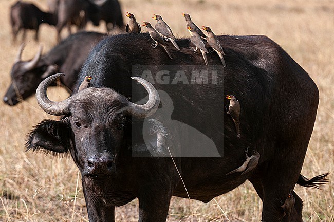 Yellow-billed oxpeckers, Buphagus africanus, on the back, head and side of an African buffalo, Syncerus caffer. Masai Mara National Reserve, Kenya. stock-image by Agami/Sergio Pitamitz,