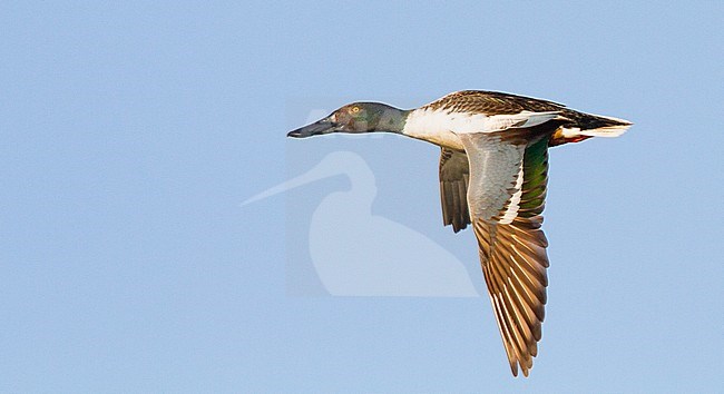  stock-image by Agami/Menno van Duijn,