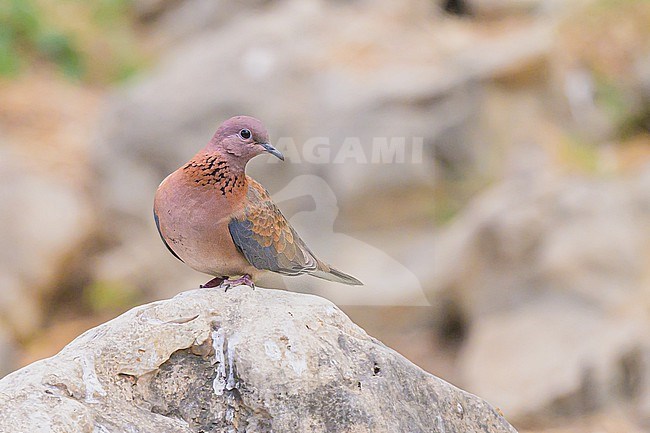 Laughing Dove, Spilopelia senegalensis, perched on a rock. stock-image by Agami/Sylvain Reyt,