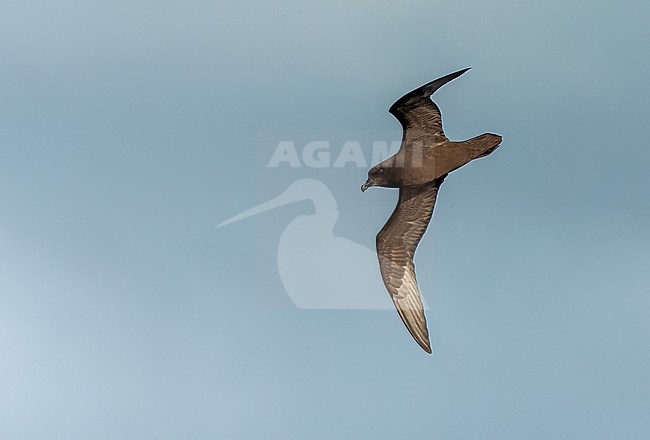 Great-winged Petrel (Pterodroma macroptera) flying above the South Atlantic ocean. stock-image by Agami/Marc Guyt,