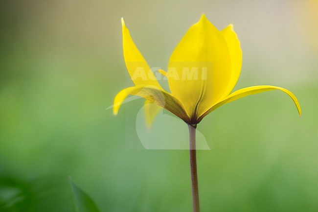 Wild Tulip, Tulipa sylvestris stock-image by Agami/Wil Leurs,