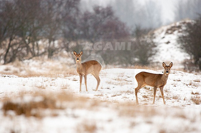 Roe deer (Capreolus capreolus) standing in dunes covered with snow stock-image by Agami/Caroline Piek,